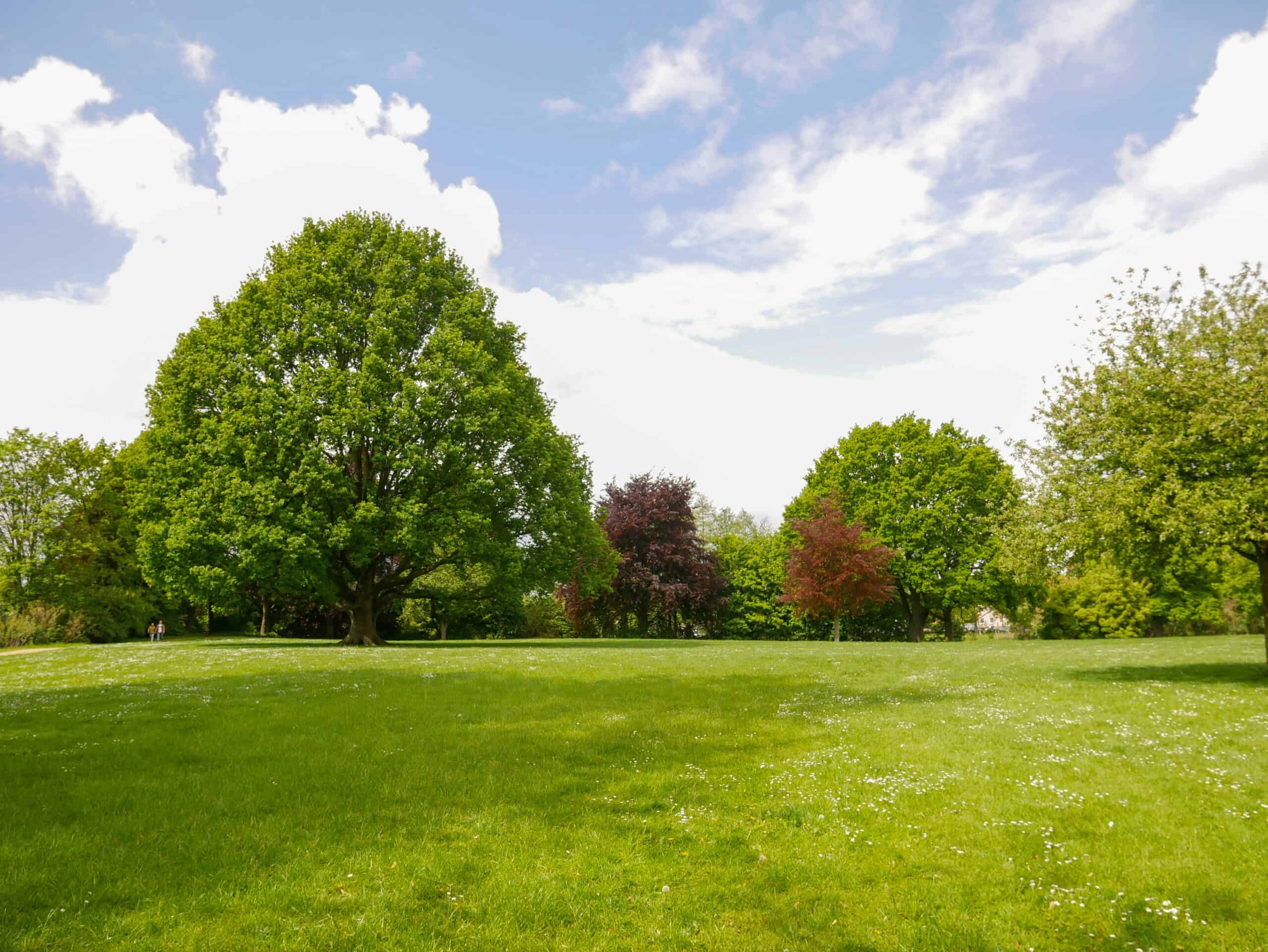 A Stafford County Park Landscape